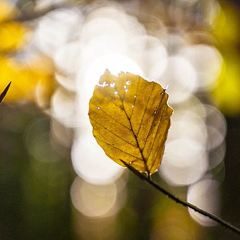 /images/3/0/30-parco-foreste-casentinesi---autunno-slow--andrea-bonavita--1-.jpg