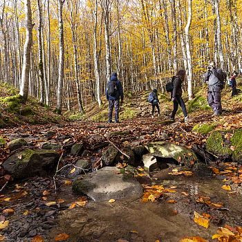 /images/3/1/31-parco-foreste-casentinesi---autunno-slow--andrea-bonavita--2-.jpg
