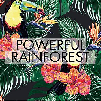 /images/3/4/34-powerful-rainforest.jpg