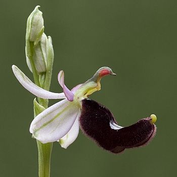 /images/4/4/44-ophrys-bertolonii.jpg