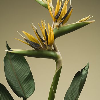/images/5/2/52-specola-arte-e-scienza-strelitzia-reginae-cera.jpg