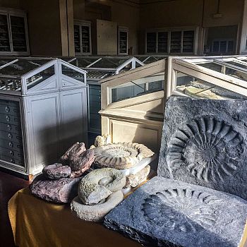 /images/5/3/53-collezione-paleontologica-centrale.jpg