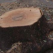 /images/7/8/78alberi-in-viale-morgagni.jpg
