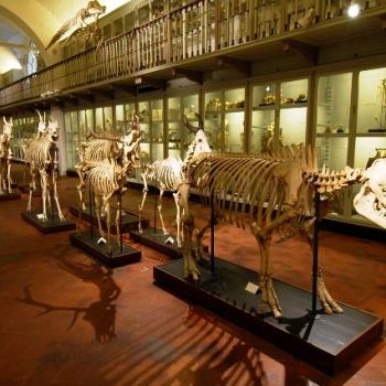 /images/7/9/79-museo-storia-naturale-salone-scheletri.jpg