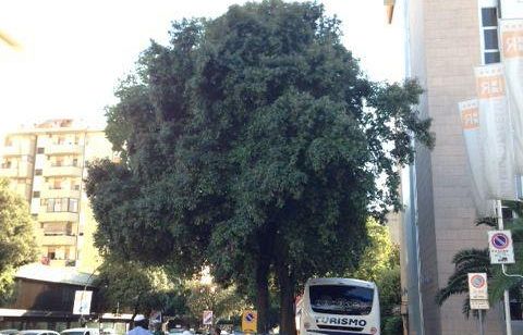 tramvia-rinviato-il-ribaltamento-del-cantiere-di-viale-morgagni