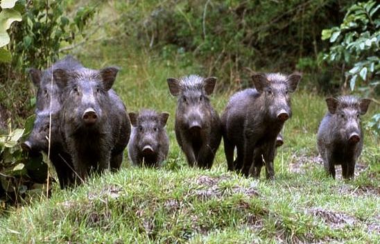 catturati-11-cinghiali-vicino-allospedale-di-careggi