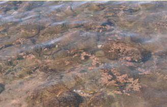 a808192257-situazione-sotto-controllo-per-la-fioritura-algale-lungo-il-litorale-massese