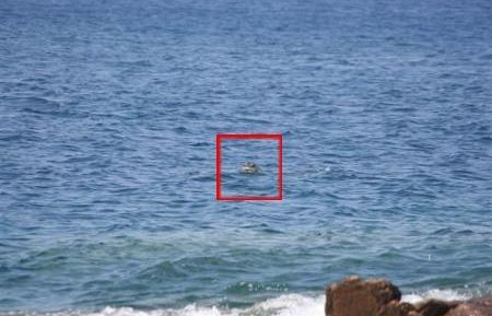 a907161557-una-foca-all-isola-del-giglio