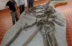 b002161440-al-maec-di-cortona-spazio-al-mito-dei-draghi-e-dei-giganti