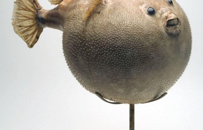 b211131923-fonderia-degli-uffizi-da-laboratorio-a-stanza-delle-meraviglie