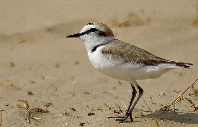 b102152157-puliamo-le-spiagge-frequentate-dal-fratino