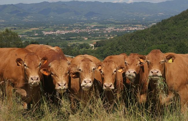 fiera-agricola-mugellana-2022-22-25-settembre