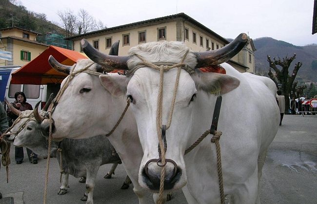 a903211712-domani-l-antica-fiera-agricola-di-san-giuseppe-a-vernio-prato