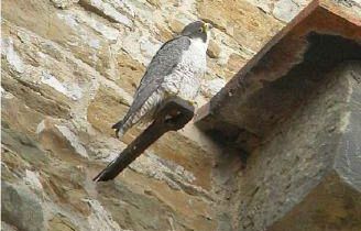 I falchi sulla cupola del Brunelleschi: accesa la webcam