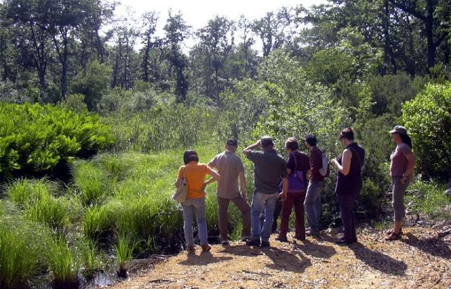 b210181603-gravi-danni-alla-colonia-degli-aironi-nel-padule-di-fucecchio