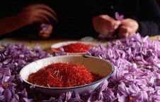 b310161544-zafferano-in-toscana-ogni-chilogrammo-vale-15-20mila-euro