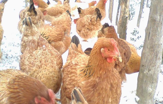 b202072131-emergenza-neve-piccoli-comuni-in-difficolta