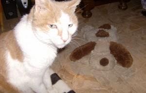 animali-sul-bus-la-toscana-e-pronta