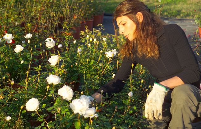 b305151416-vivaio-porte-aperte-rose-e-incontri-laboratori-spettacoli-musica-e-cibo