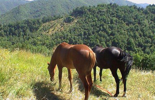a803181451-pasqua-in-toscana-qualche-consiglio