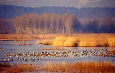 a905042005-fucecchio-6a-festa-delle-erbe-palustri-il-17-maggio-2009