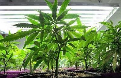 operazione-erba-di-grace-a-firenze