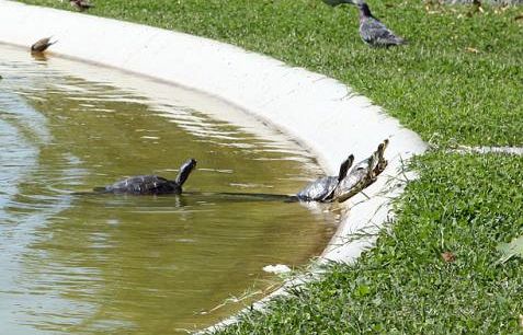 b009052011-dopo-cani-e-gatti-ecco-l-abbandono-delle-tartarughe