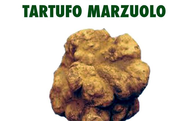 a803041459-certaldo-14-sagra-del-tartufo-marzuolo
