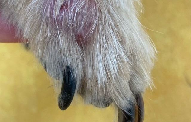 che-paura-la-mia-bestiola-ha-gonfiore-ad-una-zampa