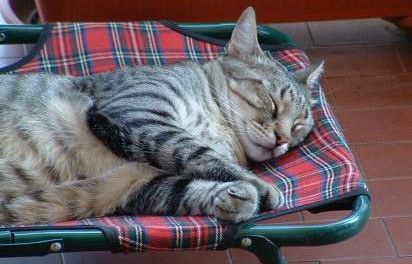 a907111146-una-mutua-per-gli-animali