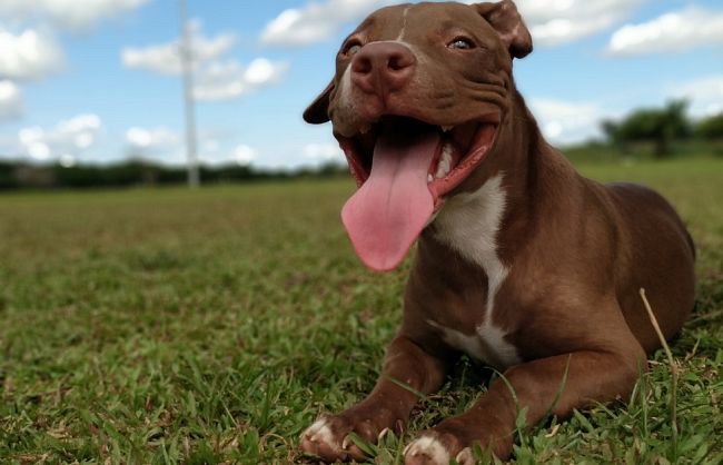 il-mio-cane-mangia-lerba-quando-siamo-al-parco