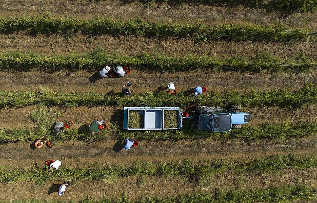 prove-di-vendemmia-in-toscana-la-versilia-la-prima-a-partire
