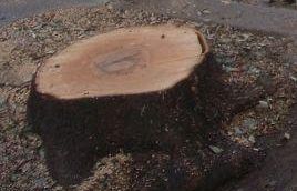 a710191526-iniziato-questa-mattina-il-taglio-degli-alberi-di-viale-morgagni