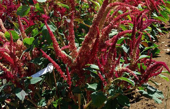 b303222222-accademia-dei-georgofili-alla-riscoperta-dell-amaranto