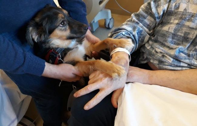 interventi-assistiti-con-animali-per-aiutare-gli-anziani