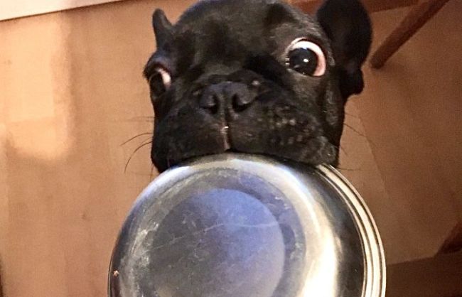 la-dieta-per-il-cane