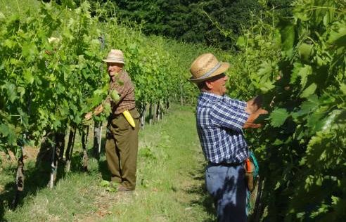 reimpianto-dei-vigneti-novita-per-le-domande-di-contributo