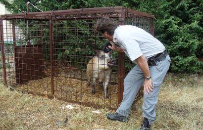 a809121530-selvatici-nella-campagna-fiorentina-stanotte-un-cinghiale-a-careggi