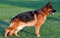 un-cane-per-aiutare-i-ricoverati-in-psichiatria