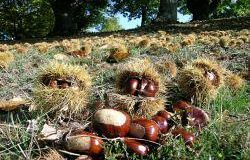 a810181927-colle-di-val-d-elsa-castagne-e-vin-novo-domenica-19-ottobre-a-partire-dalle-ore-15