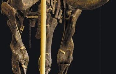 a812301501-museo-di-storia-naturale-aperture-durante-le-feste