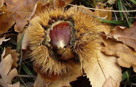 b008181552-castagne-un-altra-dop-in-vista-per-la-toscana