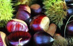 b110061402-sagre-del-marrone-e-dei-frutti-del-sottobosco