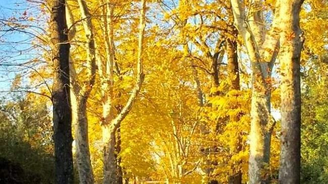 Quanto è bello Boboli in autunno