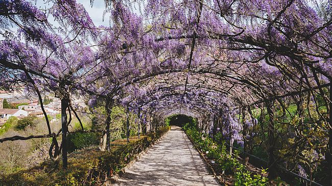 La fioritura del glicine a Villa Bardini in diretta webcam
