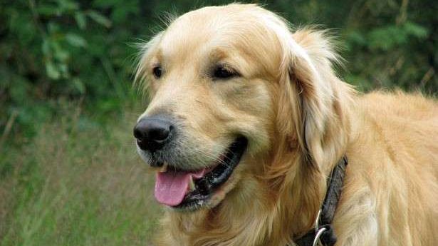 Alcune dritte per chi viaggia in Europa con il proprio cane, o gatto