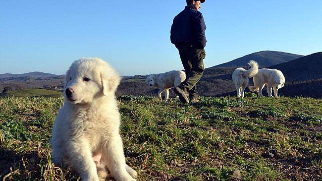 Il cane da guardianìa contro le aggressioni delle greggi da parte dei lupi