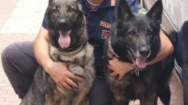 Amper, cane poliziotto antidroga, va in pensione e trova subito casa