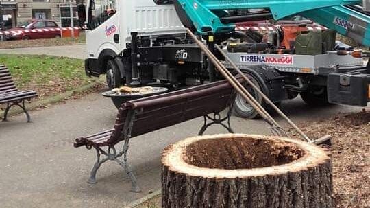 Alberi a Firenze: il pericolo oltre le apparenze
