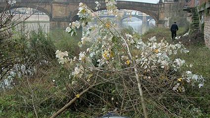 Una discarica tra la vegetazione del Lungarno Guicciardini